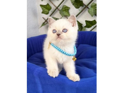 Cana Yakın Ve Uysal British Shorthair Yavrumuz Teslime Hazır