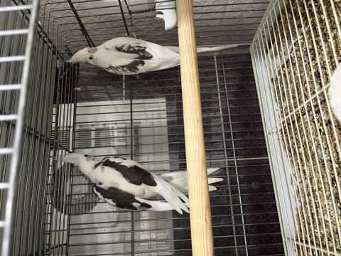 2025 Bilezikli Erkek Mutasyon Sultan Papağanı