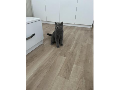 Safkan British Shorthair Yavru Kedimiz