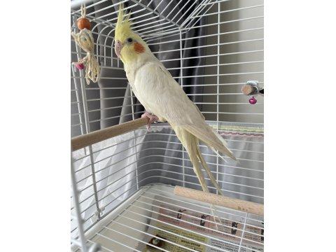 Dişi Lutino Sultan Papağanı Kafesiyle Beraber