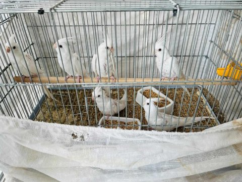 Albino Sultan Papağanları