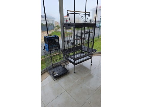 El Beslemesi Konuşan Jako Papağanı