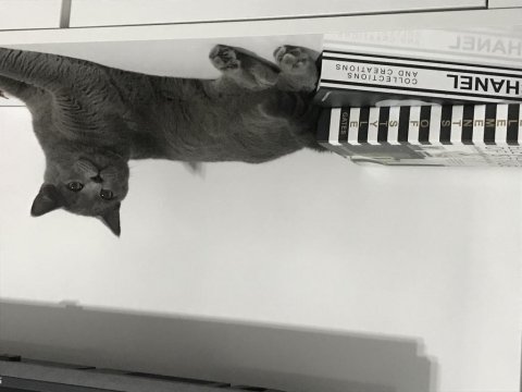 Kedimiz Duman’a Kalıcı Yuva Arıyoruz