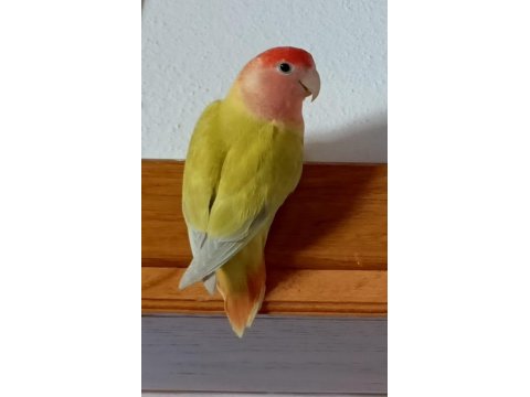 Dişi Sevda Papağanımız Yeni Sahibini Arıyor