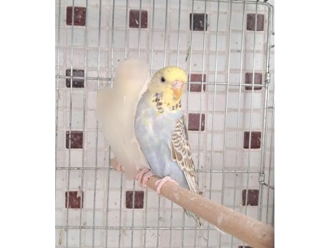 Uygun Eşe Hazır Verimli Damızlık Erkek Ve Dişi Kuşlar