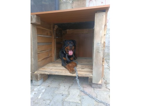 Hastasına Uyumlu Rottweiler Acill