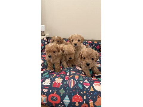 Ev Doğumlu Teacup Maltipoo Yavrular