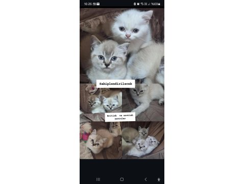 British Shorthair Blue Point