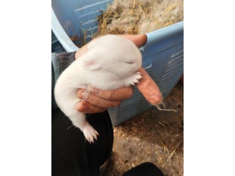 Cüce Tavşan Üreticiden