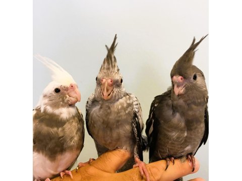 Yavru Sultan Papağanları Full Evcil Yeme Düşmüş Wf White