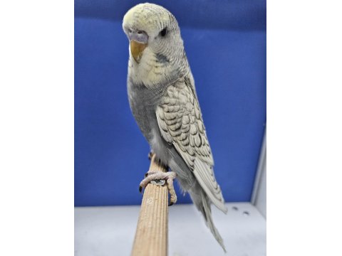 Yeni Yeme Düşen Spungle Jumbo Muhabbet Kuşu Yavrular