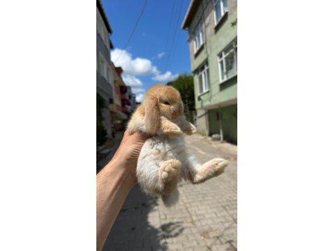 Safkan Evcil Tavşan Yavruları Her Yere Gönderim