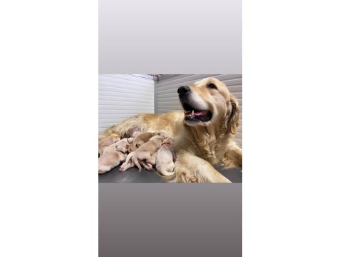 Irk Ve Sağlık Garantili Baby Face Golden Retriever