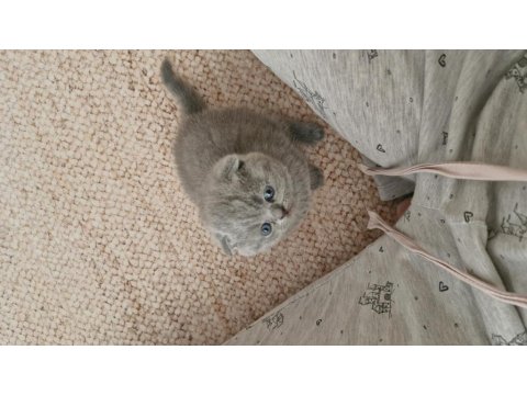 1.5 Aylık Dişi Ve Erkek Kediler