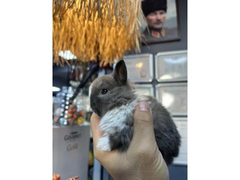 A Kalite Tavşan Yavruları
