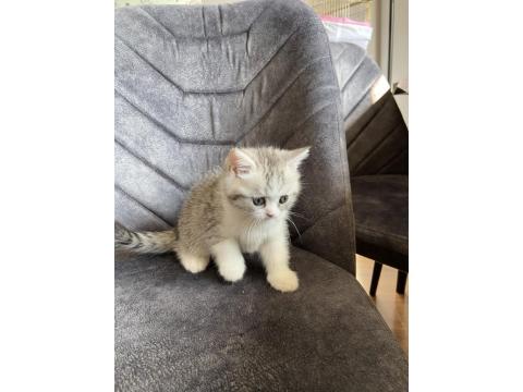 Sahibinden Yavru Chinchilla Yavrusu