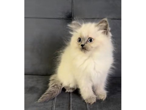 2 Aylık Blue Point British Longhair