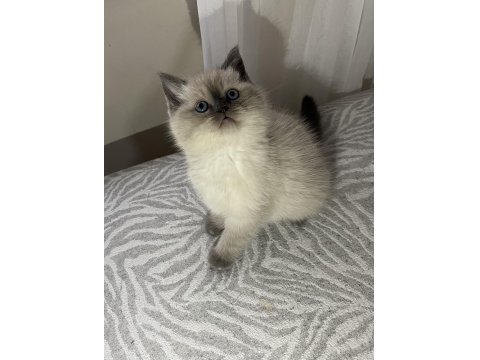 Panda Surat Blue Point British Shorthair