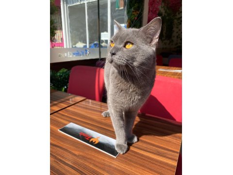 1 Yaşında Erkek Bal Göz British Shorthair