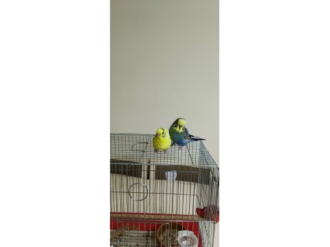 Sağlıklı Çift Muhabbet Kuşu