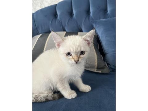 Ücretli Sahiplendirme Kedimiz