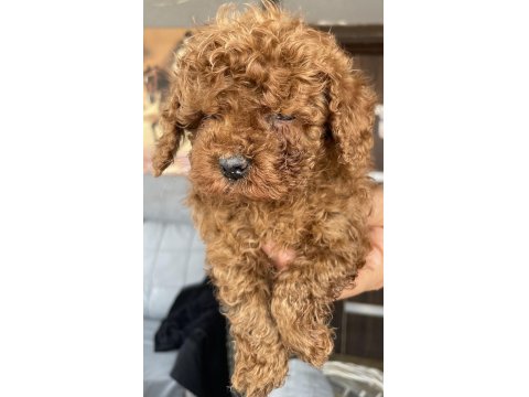 Toy Poodle Minik Kalplerin Büyük Neşesi!