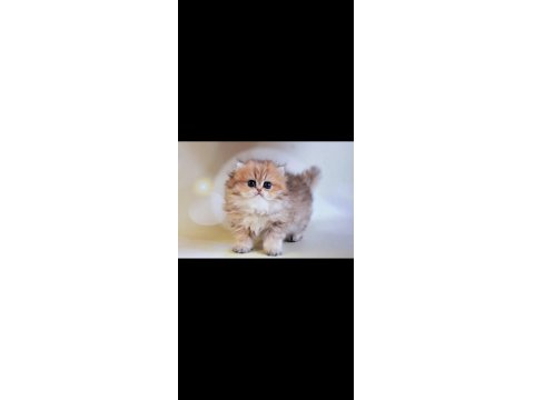 Yumuşak Tüylü Black Golden British Longhair