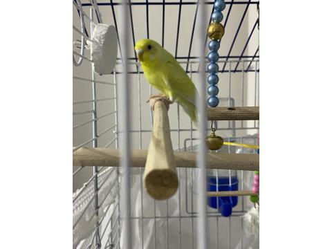 Lutino Muhabbet Kuşu (Kafesle Birlikte)