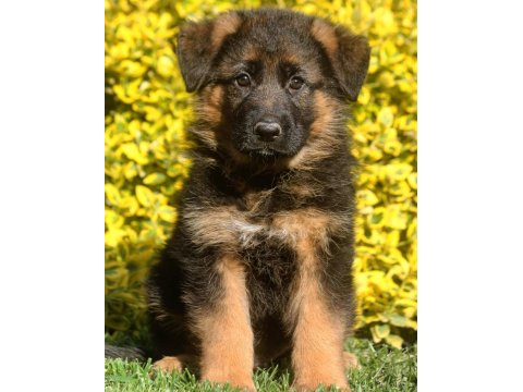Alman Çoban Köpeği Yavrularımız
