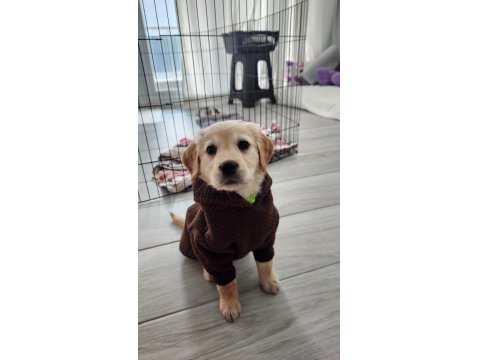 Irk Garantili Golden Retriever Yavru - Tüm Eşyalarıyla Teslim