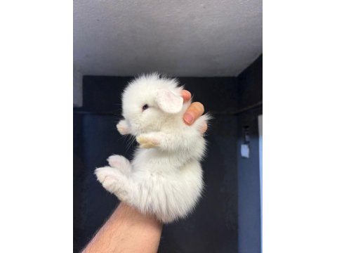 Hollanda Lop Cüce Ve Mini Lop Tavşanları