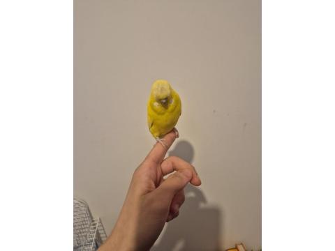 Full Evcil Mükemmel Muhabbet Kuşu