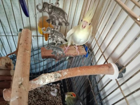 Çift Sultan Papağanlar