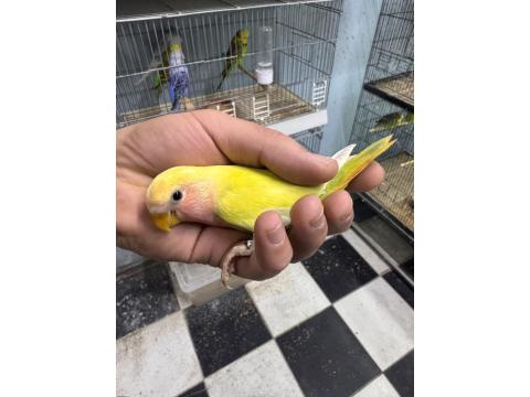 Bebek Oyun Hamuru Sevda Papağanı