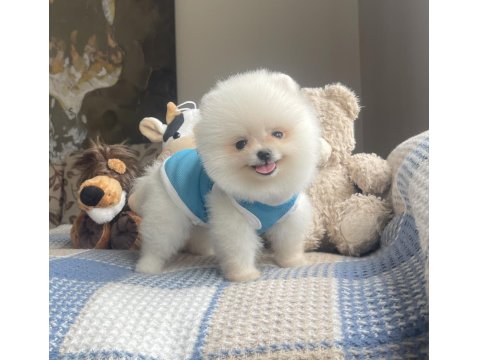 Ayı Surat Pomeranian Boo Yavrular
