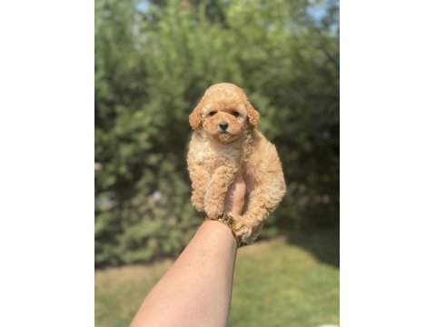 Bebek Suratlı Toy Poodle Bebekler