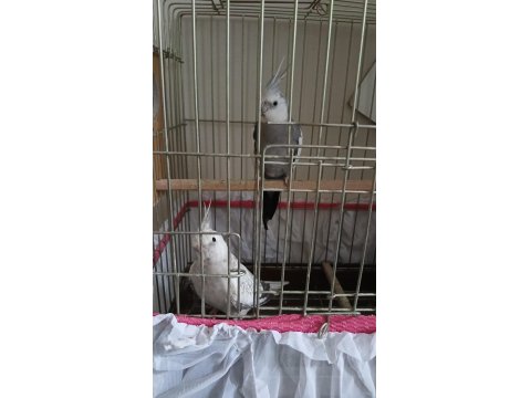 Wifi Çift Sultan + Yem + Ekipman