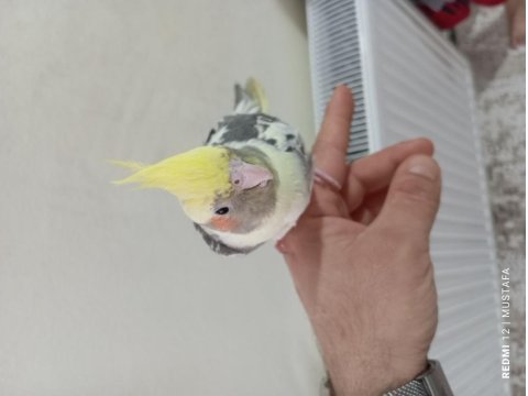 Konuşan Ele Kola Alışkın Sultan Papağanı Erkek
