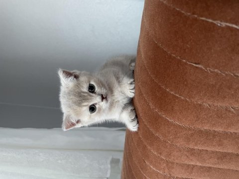 Güzel Kediler Yeni Yuvalarını Bekliyor