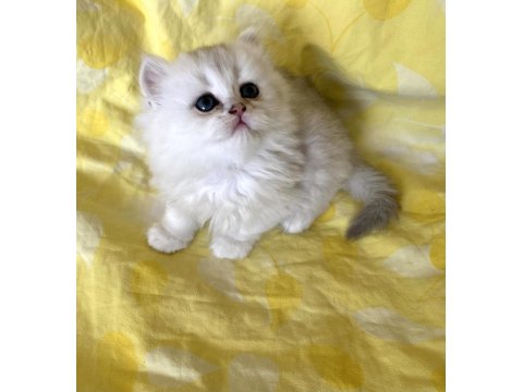 Orjinal Longhair Silver Point Ns 1133 British Longhair