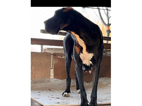 Üst Düzey Danua Yavruları