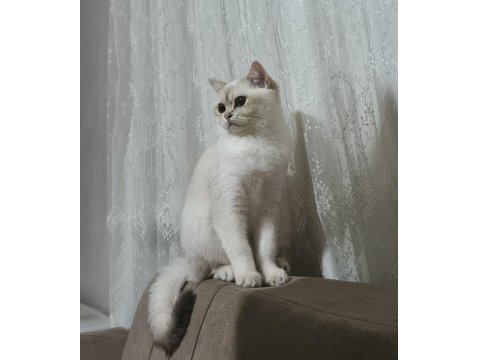 British Shorthair Kedimiz