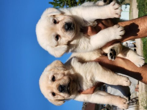 A Kalite Labrador Yavrularımız