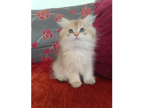 Ev Ortamında Büyümüş British Longhair