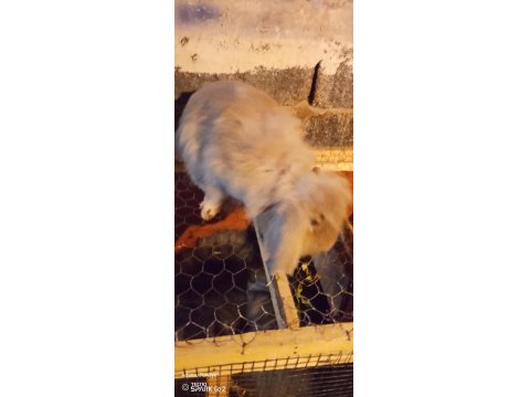 Hollanda Lop Dişi Anaç 14 Aylık Tavşan