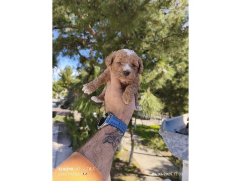 Sevimli Poodle Yavruları Yeni Yuvaya Gitmeye Hazır