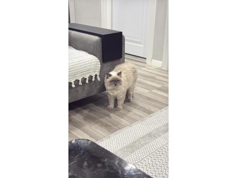 Blue Point British Longhair Ücretsiz Sahiplendirilecek