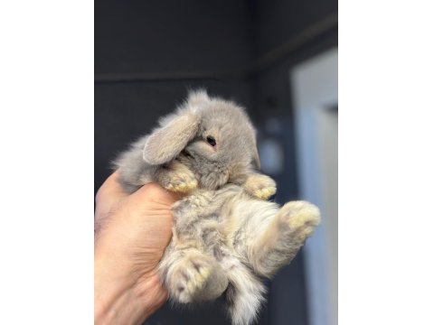 Hollanda Cüce Ve Mini Lop Tavşanlar Her İşe Gönderilir