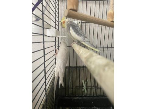 Damızlık Sultan Papağanı