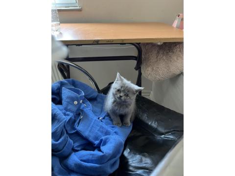 2 Aylık Safkan British Shorthair